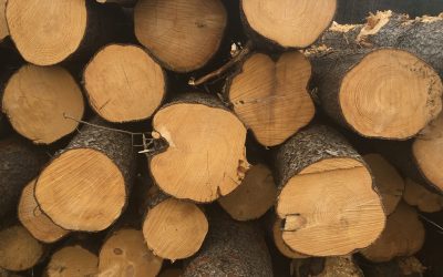 The book Grading of Timber